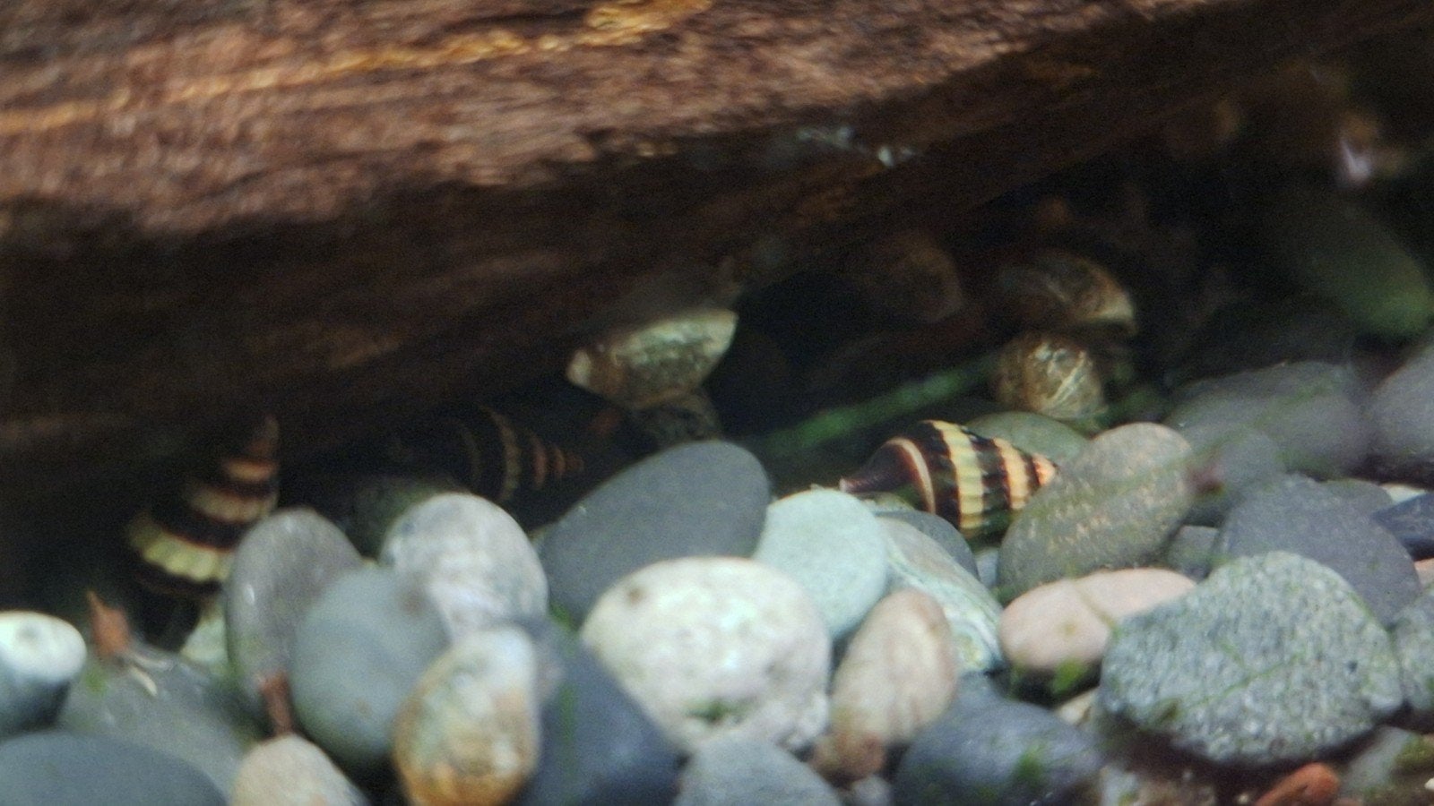 helenaslak - assassin snail, Animaux & Accessoires, Poissons | Poissons d'aquarium, Escargot ou Mollusque, Poisson d'eau douce