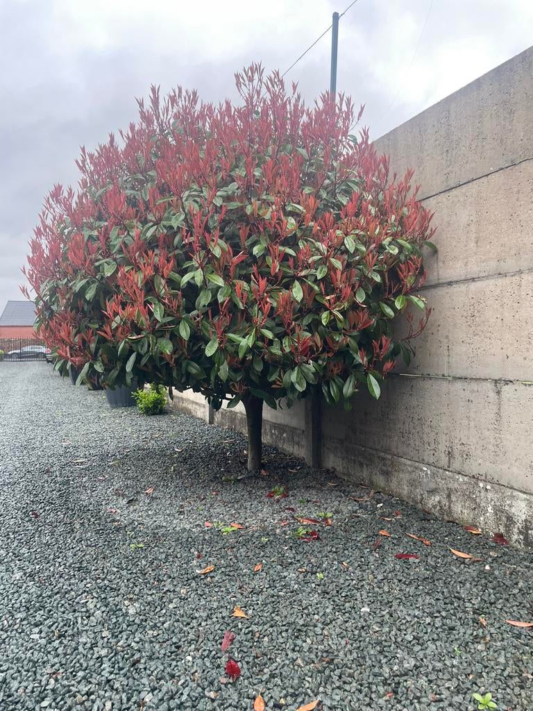 Red Robin op stam, Jardin & Terrasse, Plantes | Arbres, Enlèvement, Arbre à bulbes, 100 à 250 cm