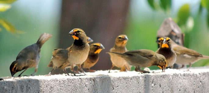 grote cubavink, Dieren en Toebehoren, Meerdere dieren, Tropenvogel, Geringd