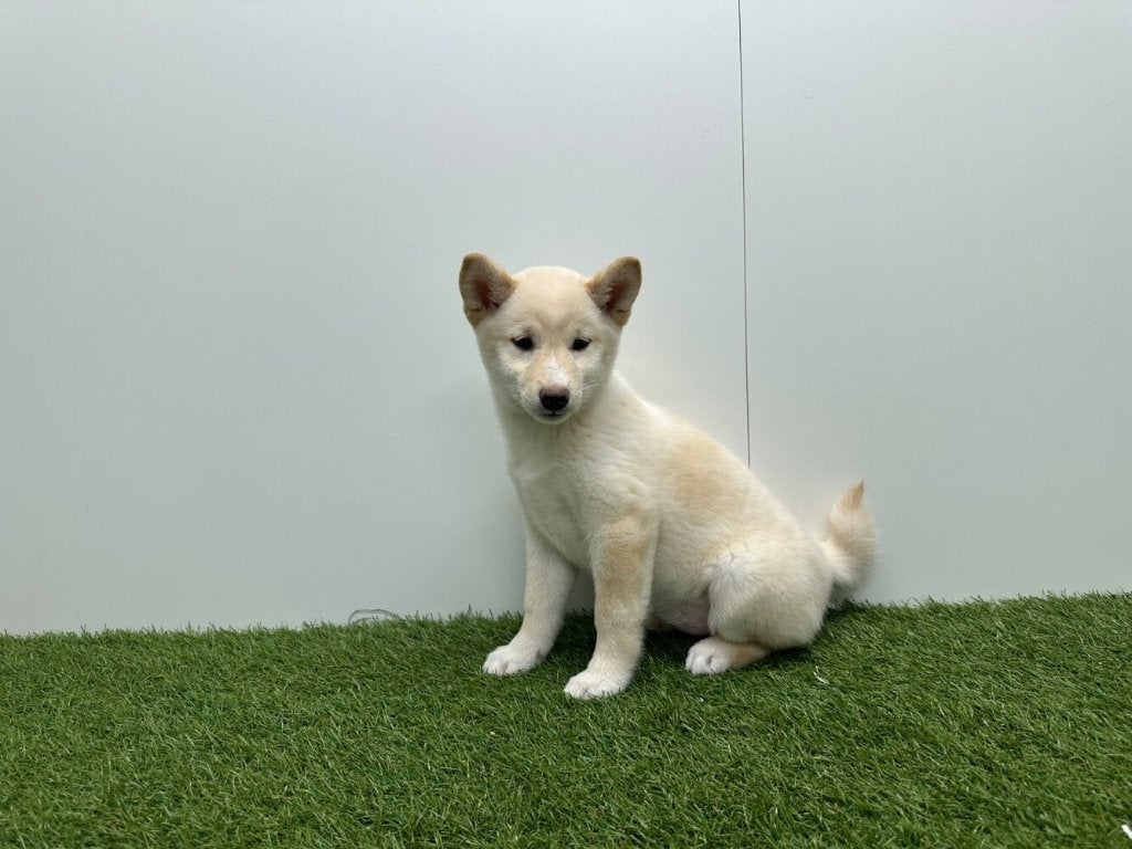 Nid Shiba Inu, Maladie de Carré (chiens), Autres races, Plusieurs, Belgique