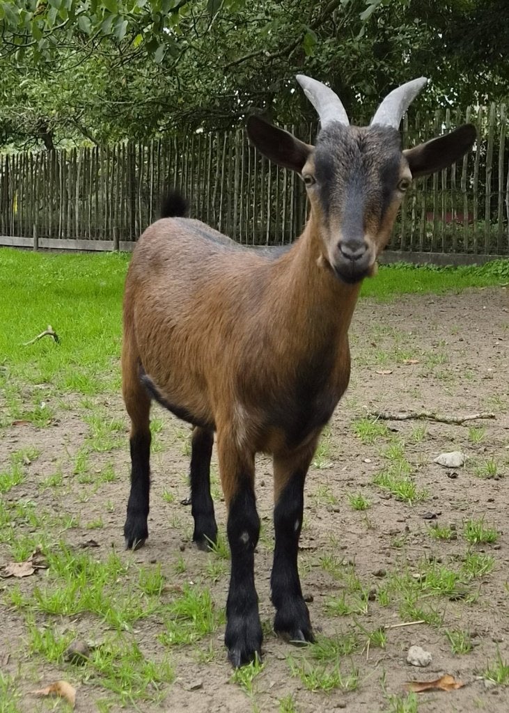zeer mooi en handtam bruin dwerggeitje - ideaal tuin-geitje, Animaux & Accessoires, Mâle, Chèvre, 0 à 2 ans