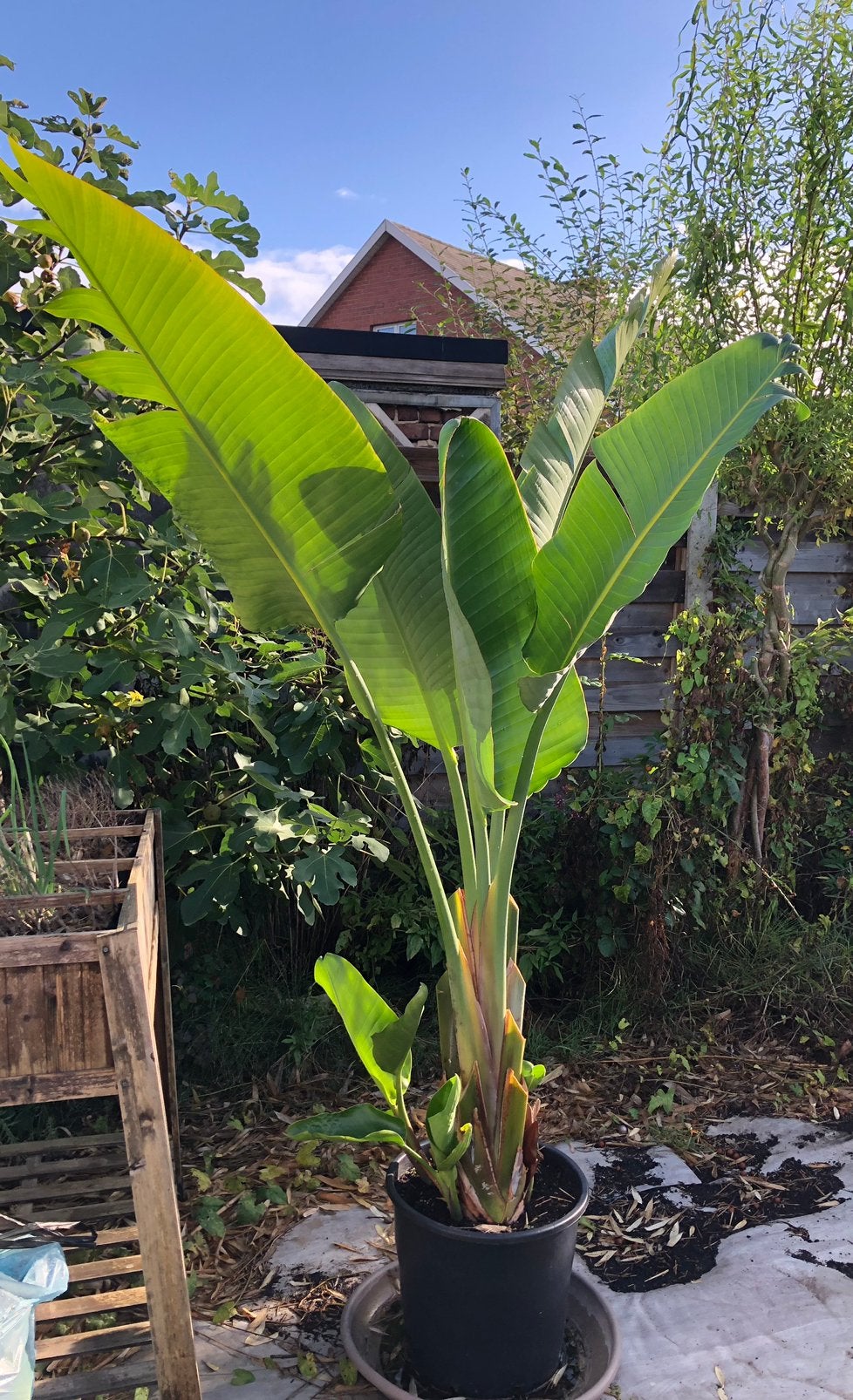 Strelitzia Nicolai, Ophalen