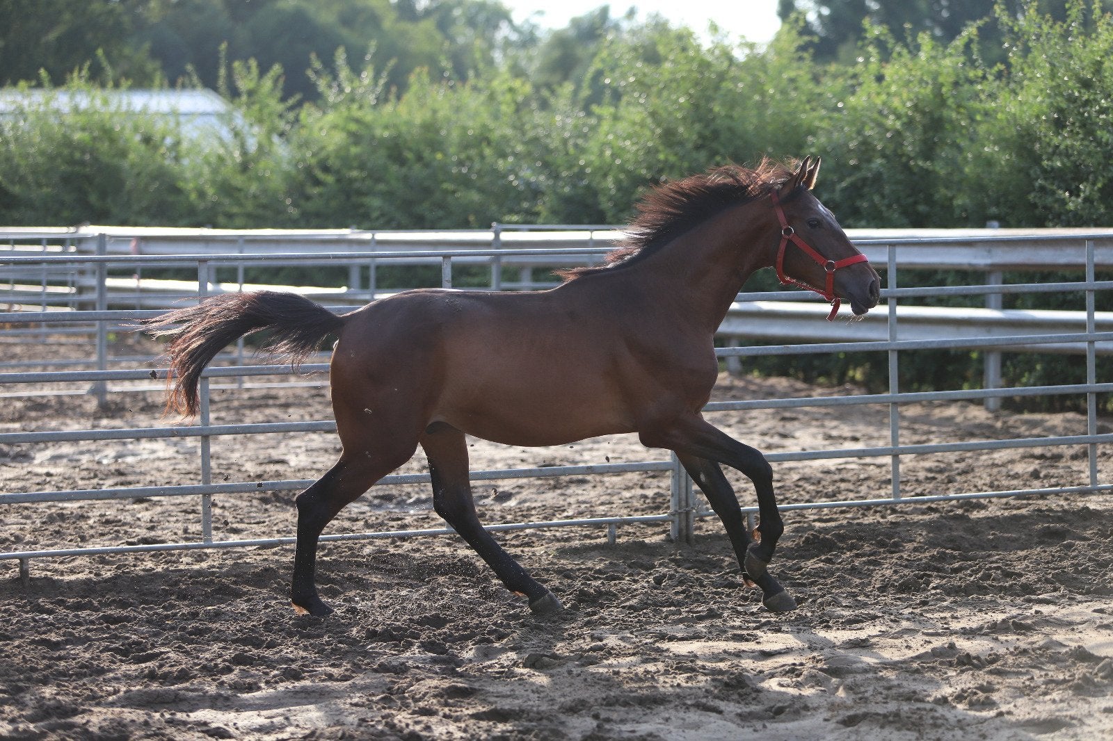 Spring paard! Super lieve 2.5jarige ruin, Dieren en Toebehoren, Ruin