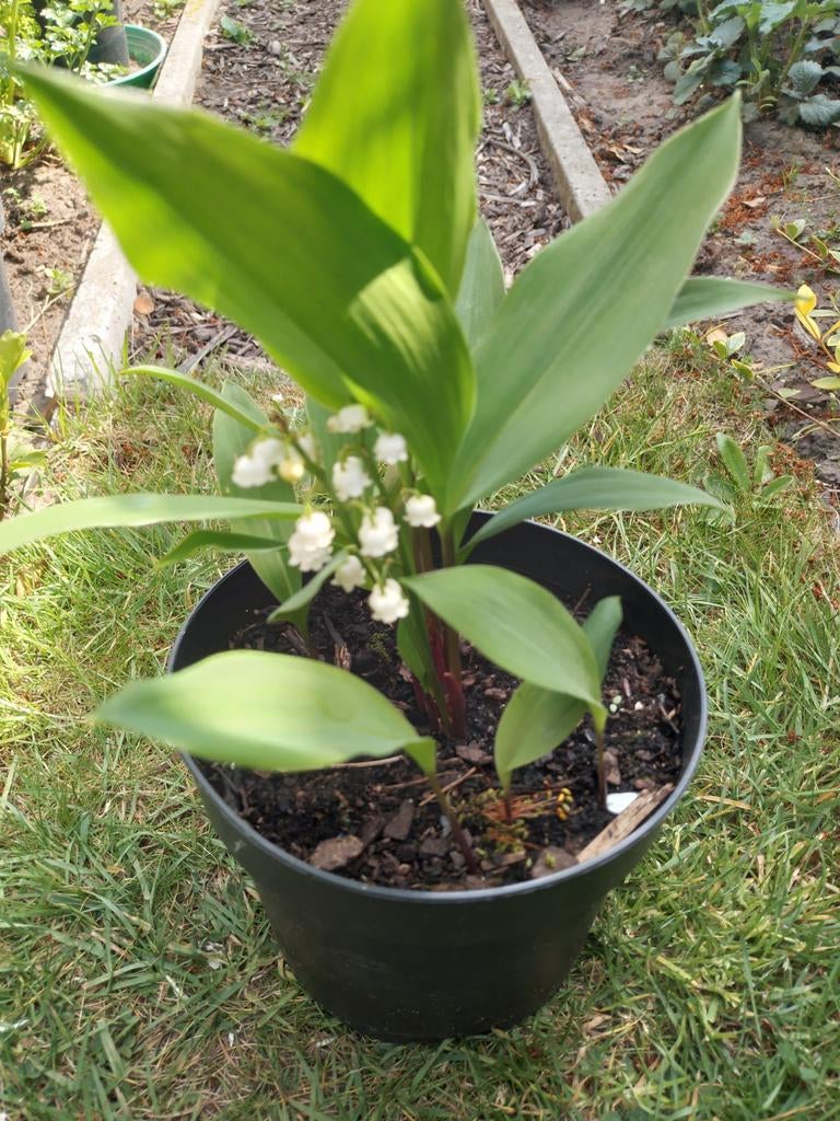 Meiklokjes, Tuin en Terras, Vaste plant, Halfschaduw, Lente, Ophalen