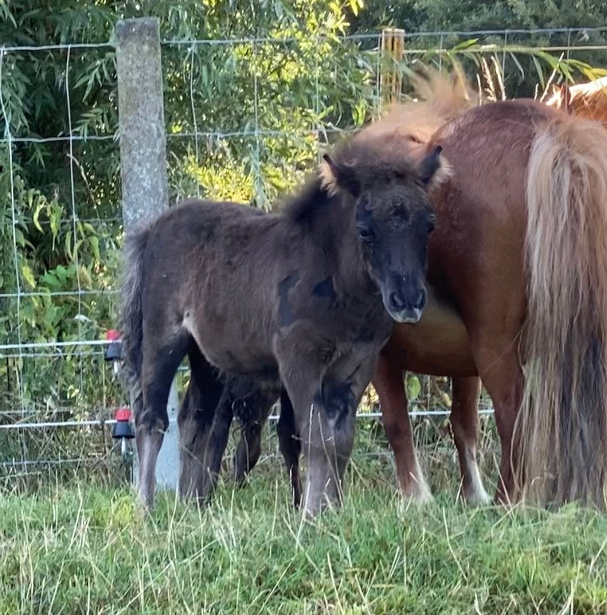 Poulain, étalon et jument des Shetland, Animaux & Accessoires, Jument, Avec puce électronique