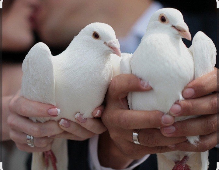 Witte bruidsduiven, Dieren en Toebehoren, Meerdere dieren, Postduif