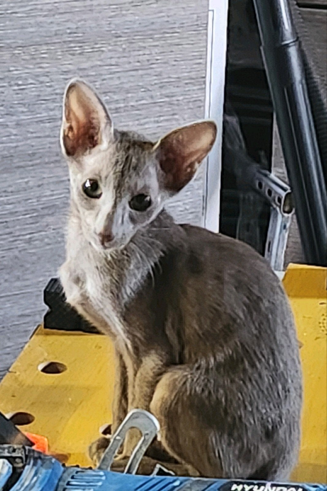 Chatons Orientaux de couleurs rares!, Plusieurs animaux, Avec pedigree, 0 à 2 ans