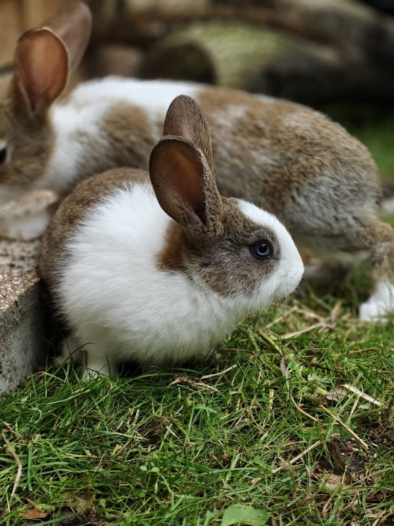 3 Gratis Konijntjes, Animaux & Accessoires, Lapins, Taille moyenne, Sexe inconnu, 0 à 2 ans