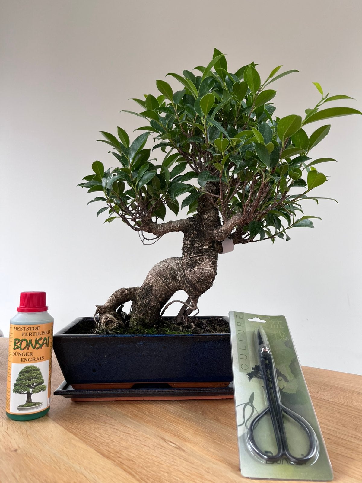 Ficus Bonsai, Tuin en Terras, Ophalen