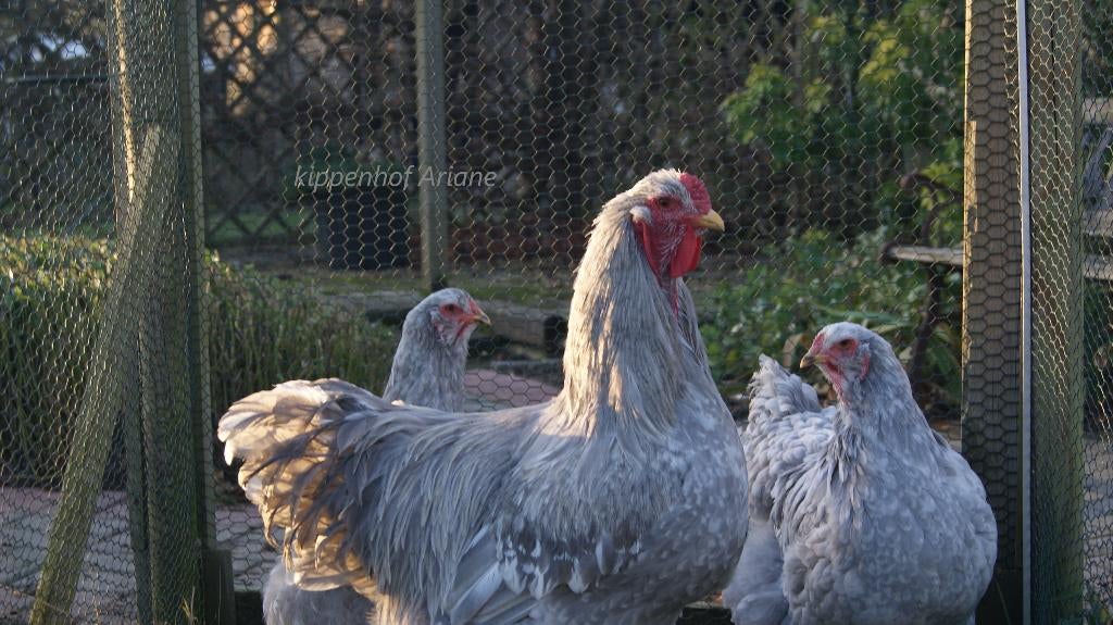 Brahma parelgrijs wit gepareld broedeieren, Dieren en Toebehoren, Pluimvee, Geslacht onbekend, Kip