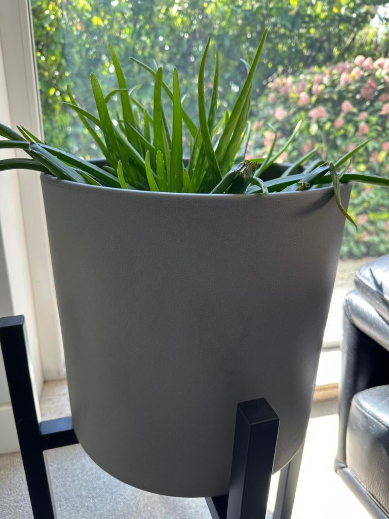Aloë vera plant, Huis en Inrichting, Kamerplanten, Ophalen