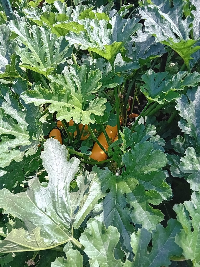 groenten uit eigen tuin, Ophalen