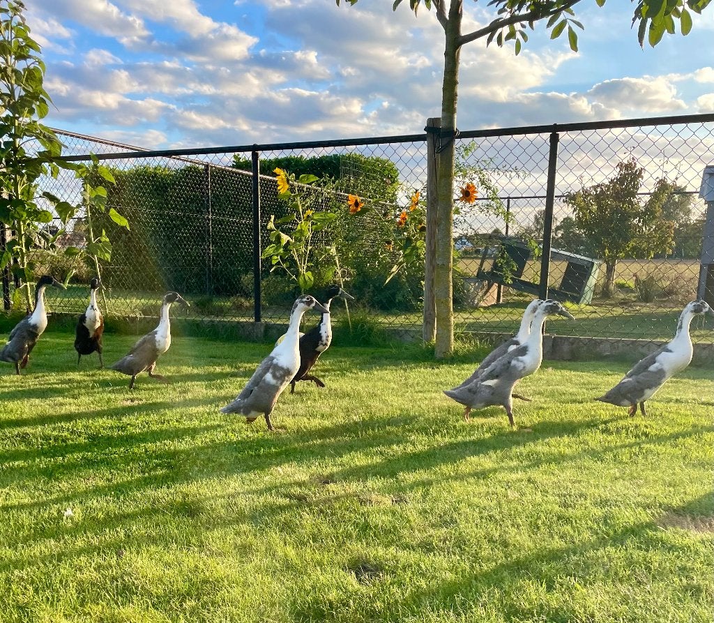 Loopeenden, Animaux & Accessoires, Sexe inconnu, Canard