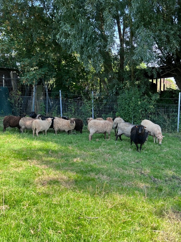 Ouessant schapen, Dieren en Toebehoren, Vrouwelijk, Schaap, 0 tot 2 jaar