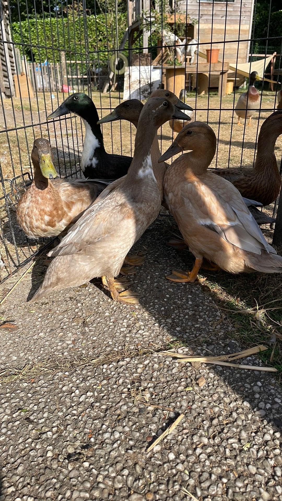 Loop Eendjes 4 maand oud - nog 4 beschikbaar, Plusieurs animaux, Canard