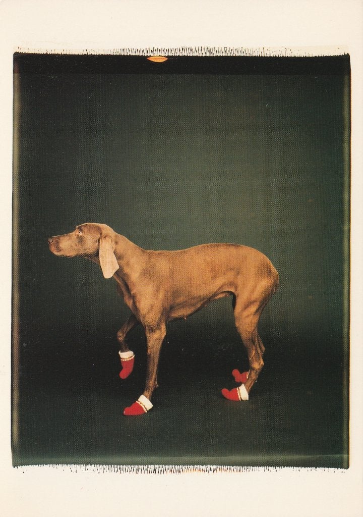 HOND  MET  SOKKEN, Collections, Cartes postales | Animaux, Envoi, Non affranchie, Chien ou Chat