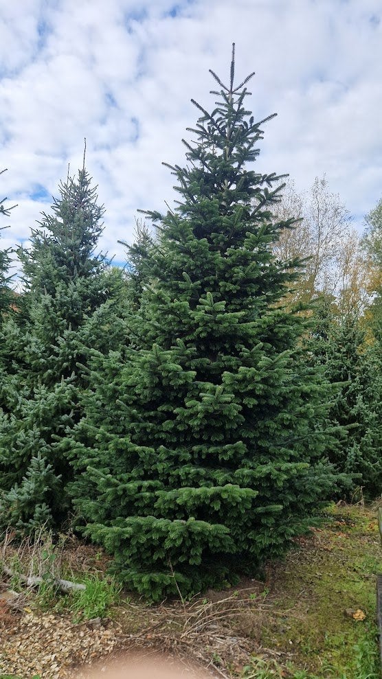 Grote kerstbomen (Nordmann / Omorika), Ophalen, Nieuw
