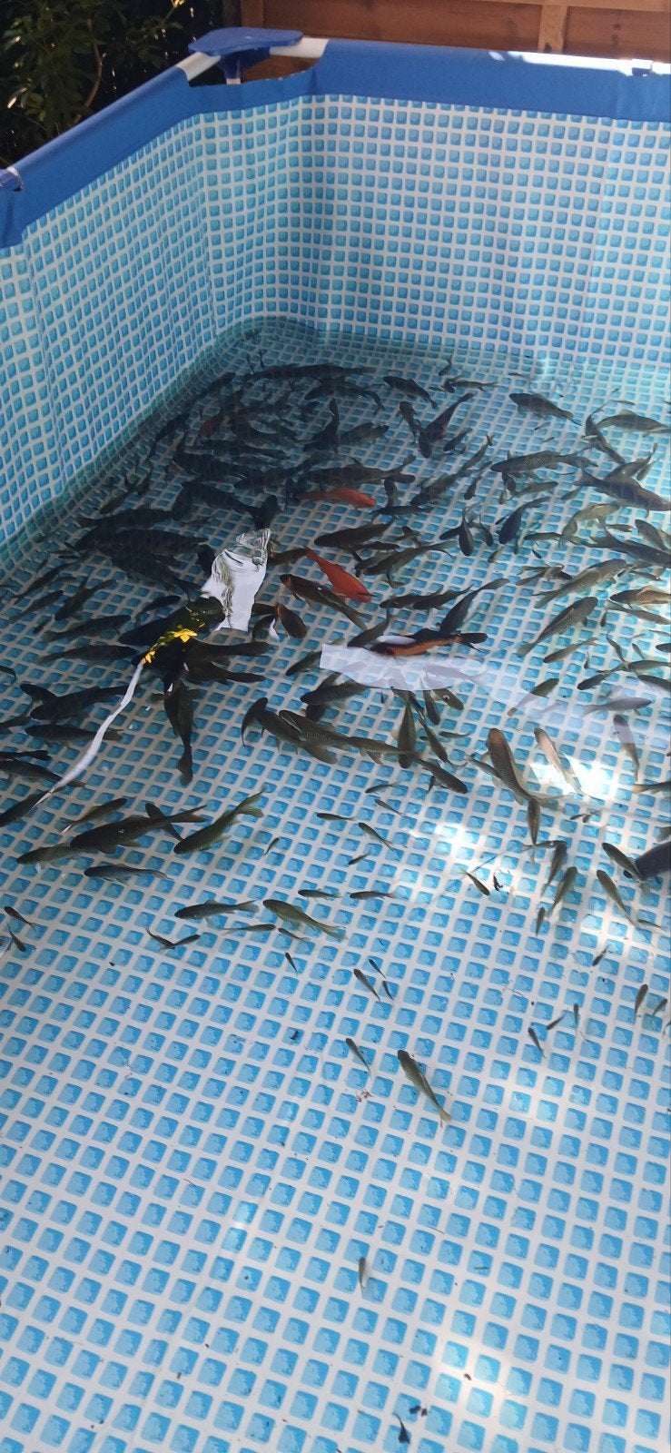 lot de poissons de 2026, Animaux & Accessoires