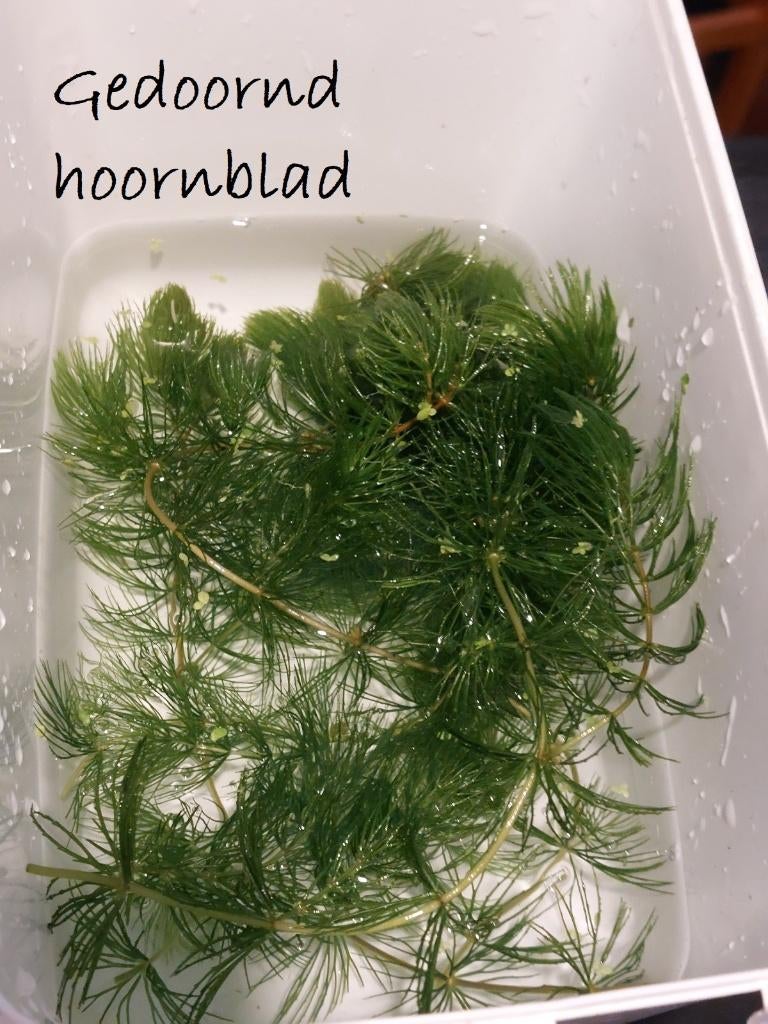 guppygras en gedoornd hoornblad: de emmertjes zijn er weer !, Autres types, Poisson d'eau douce