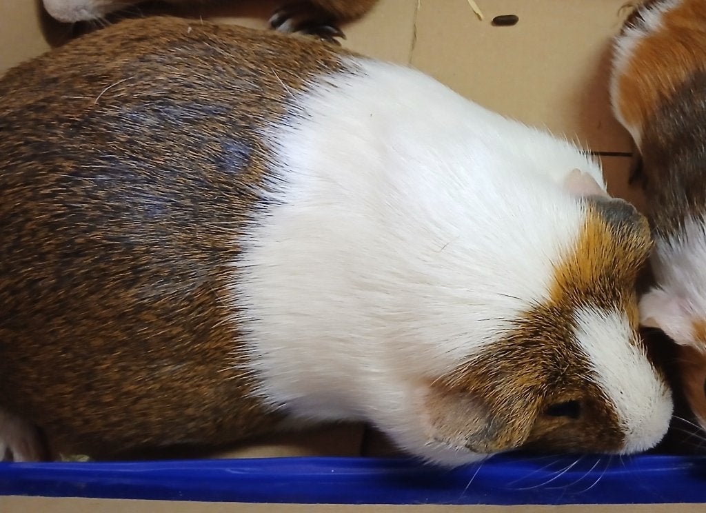 Cavia beer, Dieren en Toebehoren, Knaagdieren, Januari, Mannelijk, Cavia