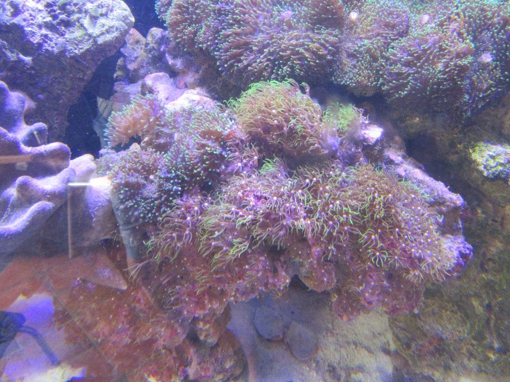 aquarium recifal, Enlèvement, Utilisé
