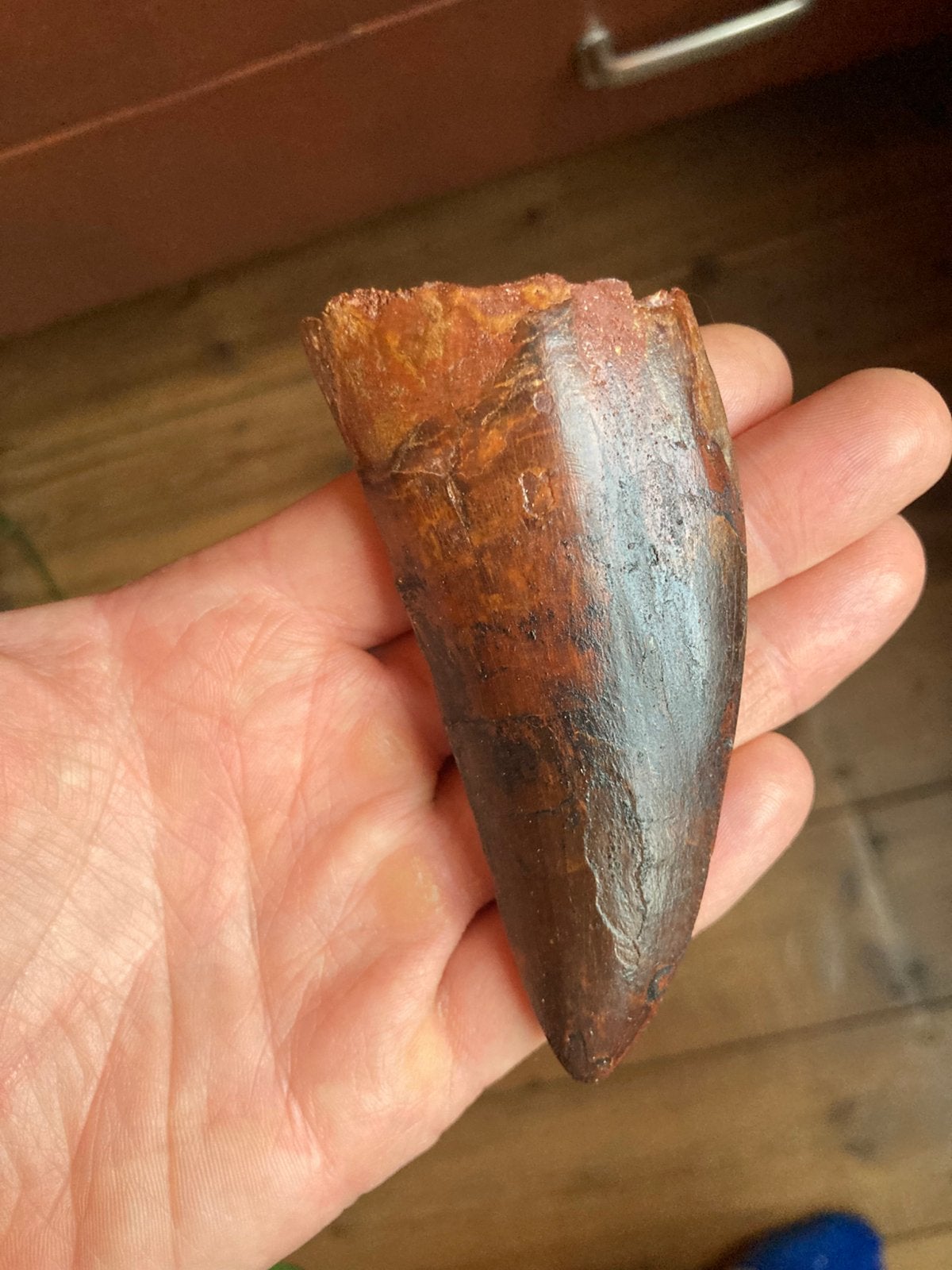 Grand fossile de dent de Carcharodontosaure 9,4 cm, Collections, Envoi, Fossile