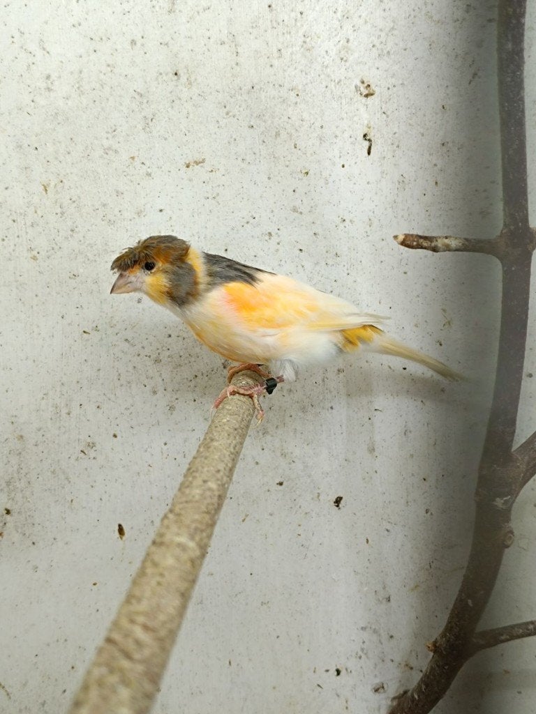 Canaris arlequin portugais, Meerdere dieren, Postuurkanarie