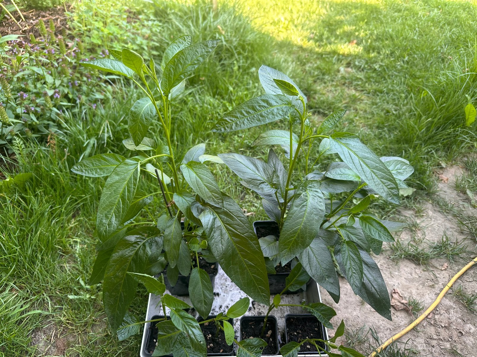 Meloenpeer, Tuin en Terras, Planten | Tuinplanten, Volle zon, Vaste plant, Ophalen of Verzenden, Zomer