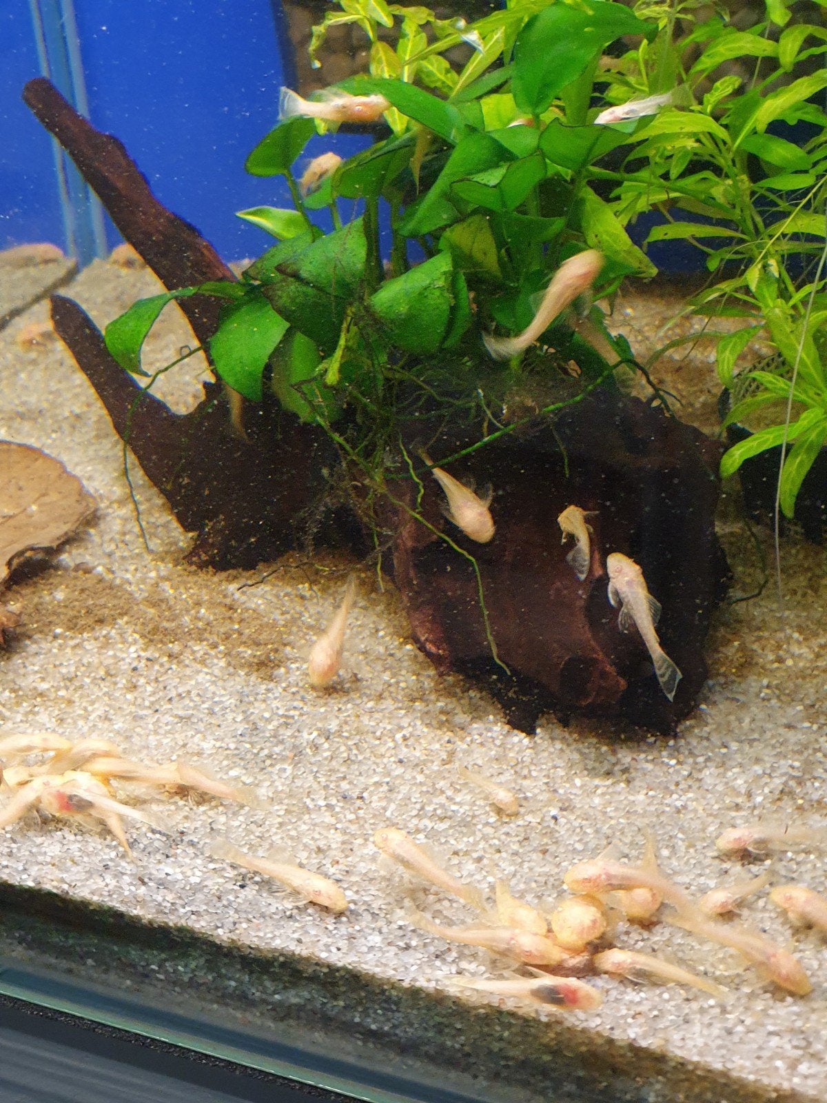 Albino ancistrussen