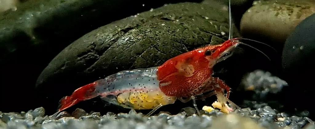 Rode Rili Neocaridina garnalen te koop, Dieren en Toebehoren