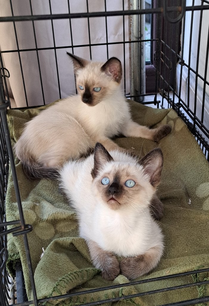 siamese tradionele kittens, Plusieurs animaux, Avec puce électronique, 0 à 2 ans