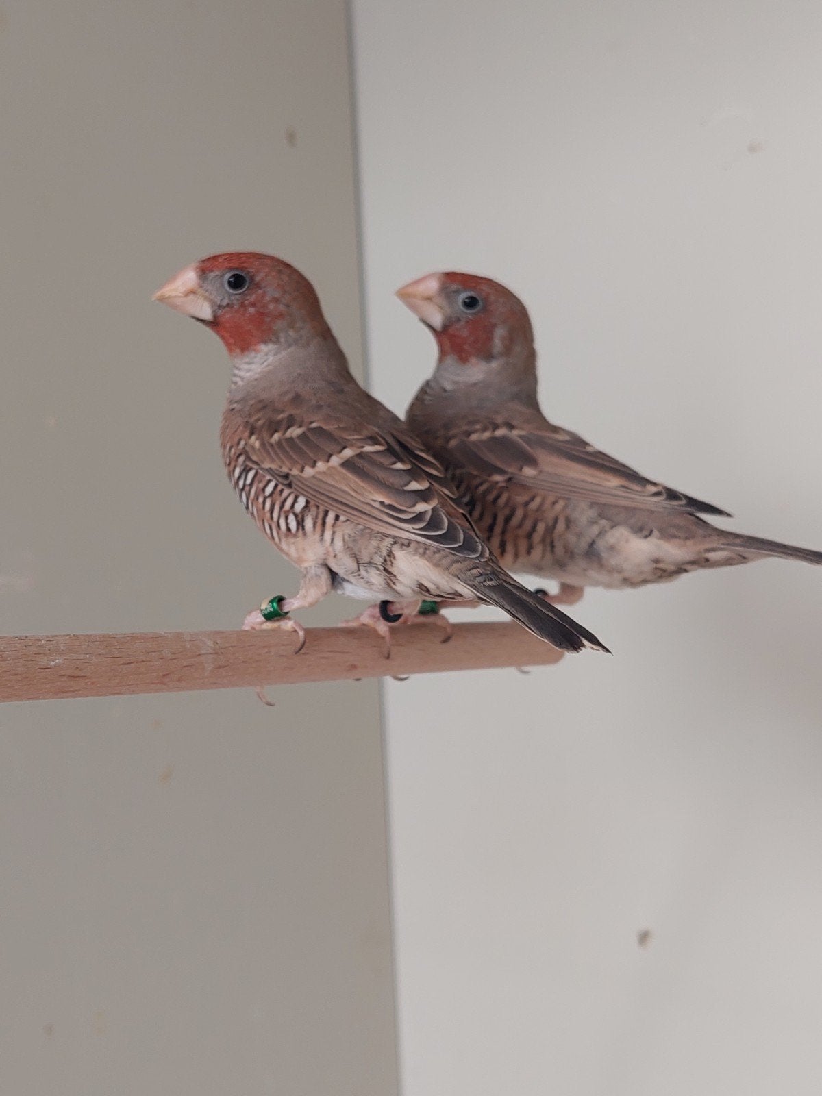 2 broers Afrikaanse roodkopamadine  van 26, Animaux & Accessoires