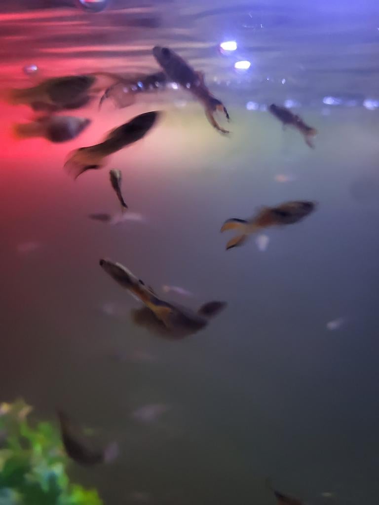 Poisson GuppY 10 poisson à 8 €, Enlèvement ou Envoi