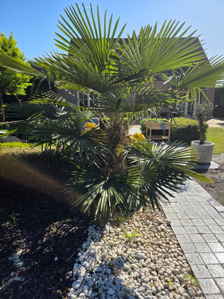 Waaierpalm 2 stuks (+/- 240cm en 140cm), Tuin en Terras, Ophalen