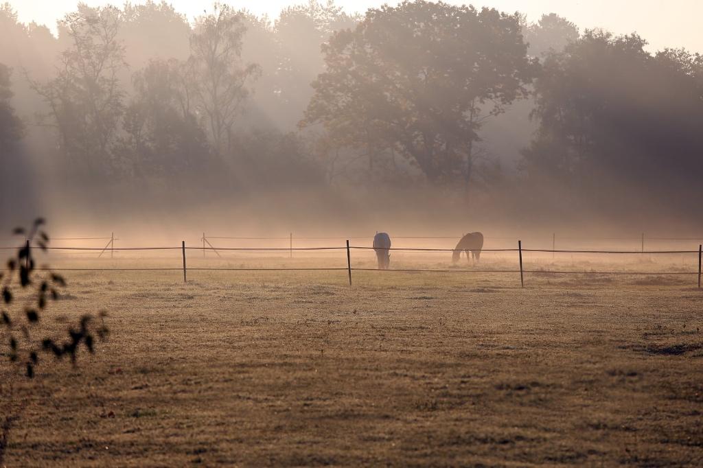 Allerlaatste plekje op Paddock Paradise (Geel), Dieren en Toebehoren, Weidegang, 1 paard of pony