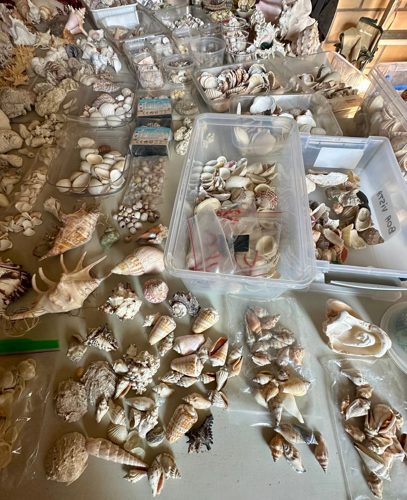 Grande collection de coquillages, Enlèvement, Utilisé
