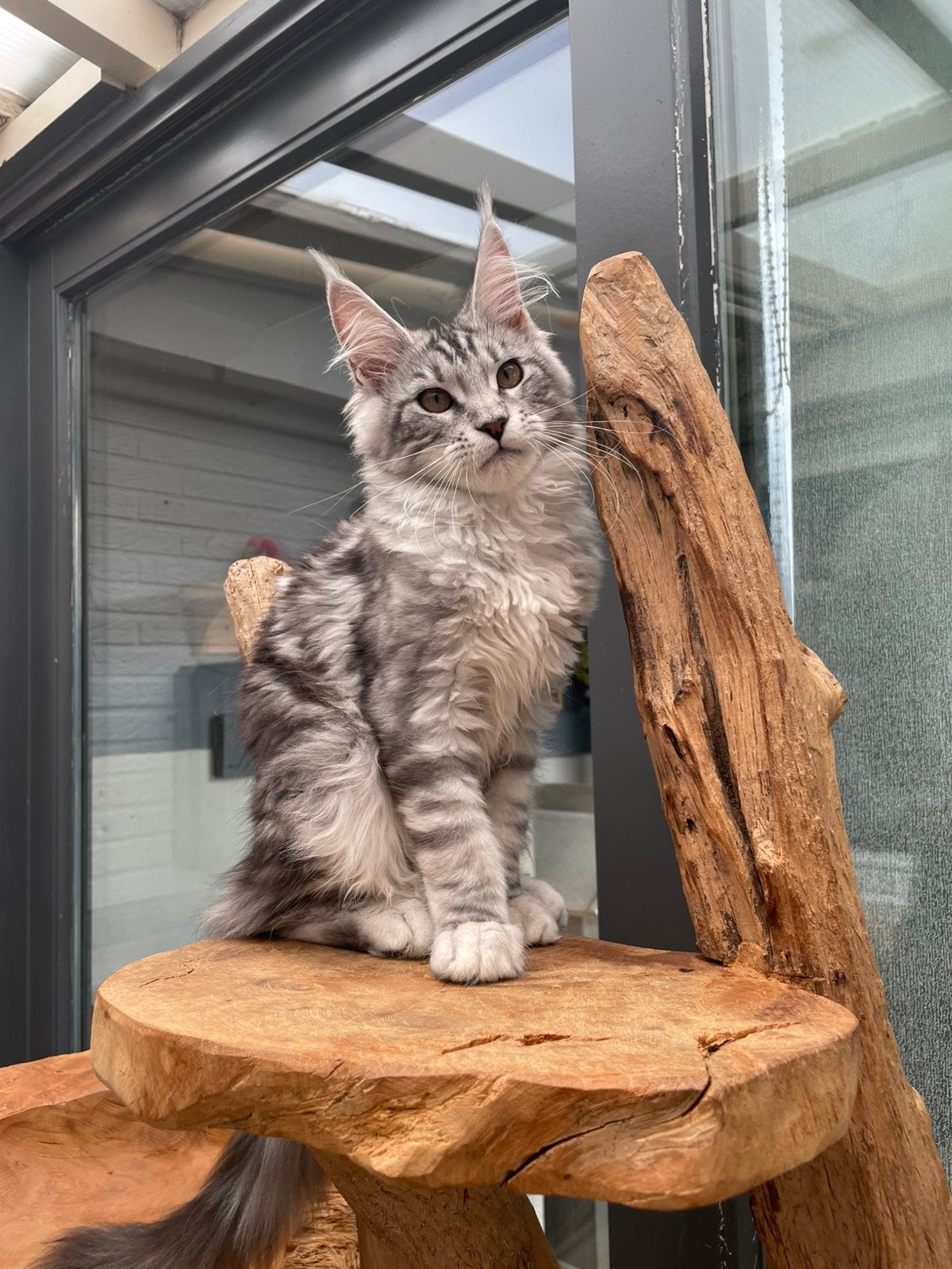 Maine coon, Poes, Met stamboom, 0 tot 2 jaar