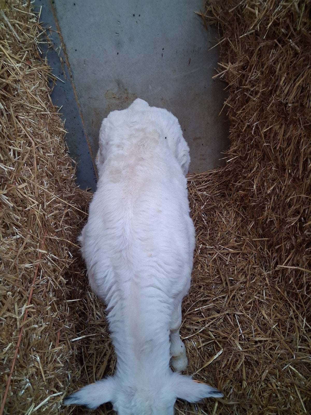 vaarskalveren te koop, Dieren en Toebehoren