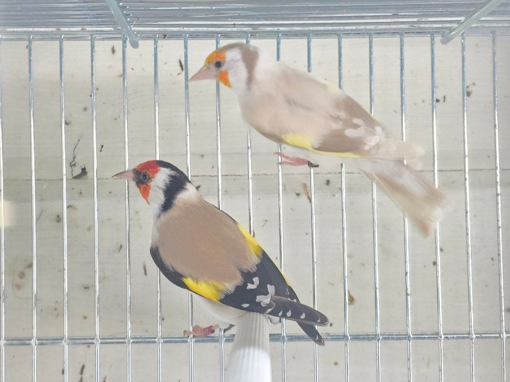 Mutatie bloemputters, Dieren en Toebehoren, Meerdere dieren, Wildzangvogel, Geringd
