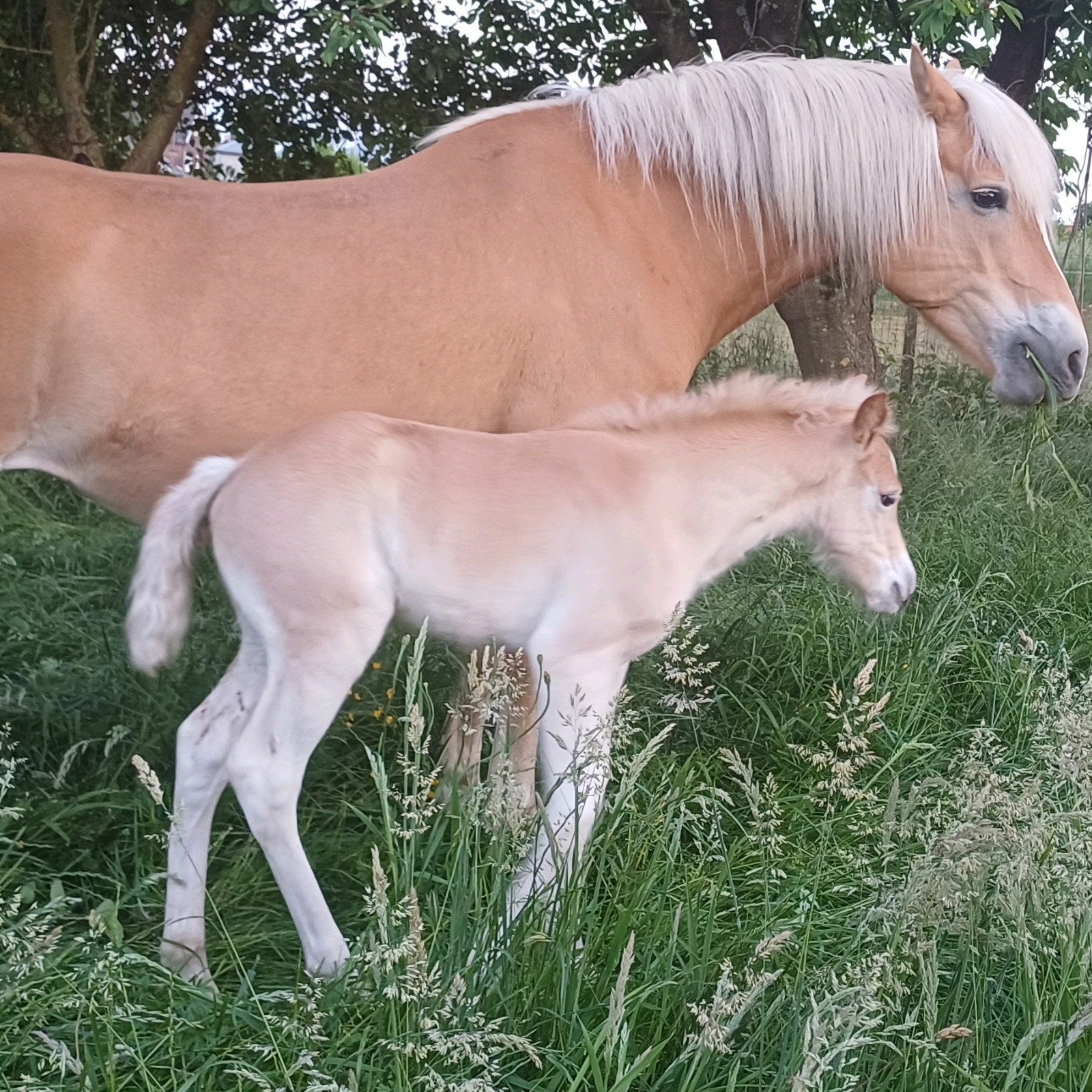 haflinger merrie veulen, Jument