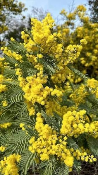 Mimosa, Ophalen