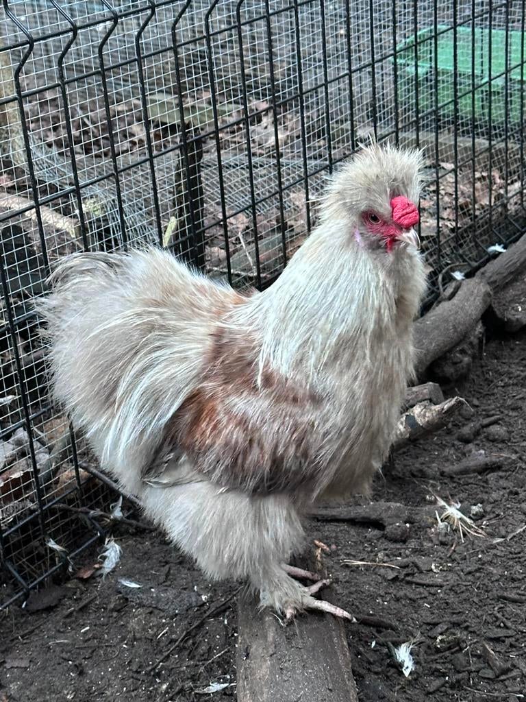 Usa zijdehoen hanen, Mâle, Poule ou poulet