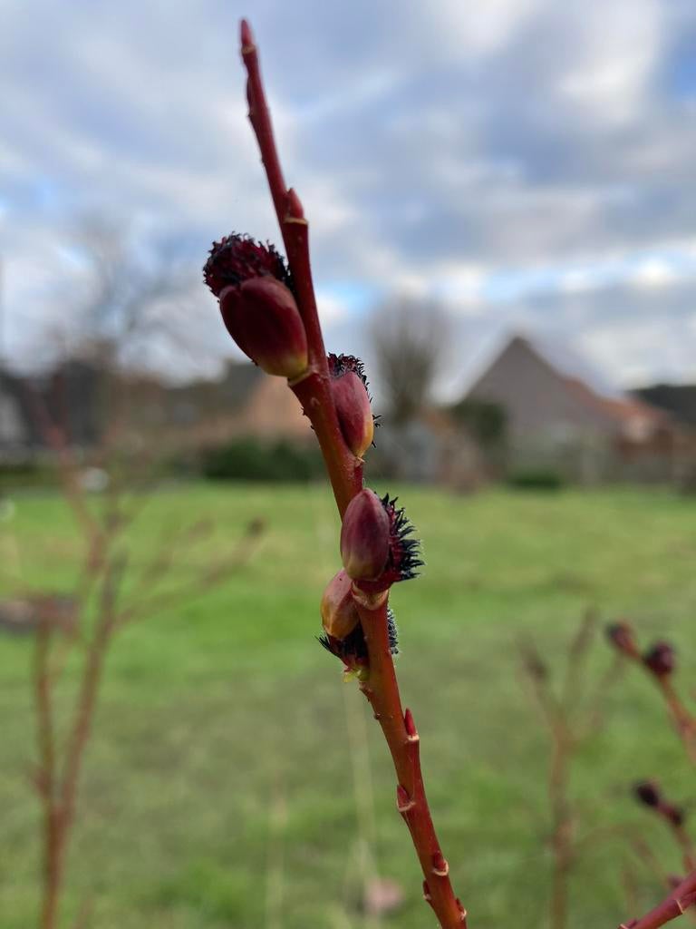 Salix gracilistyla melanostachys, Tuin en Terras, Ophalen