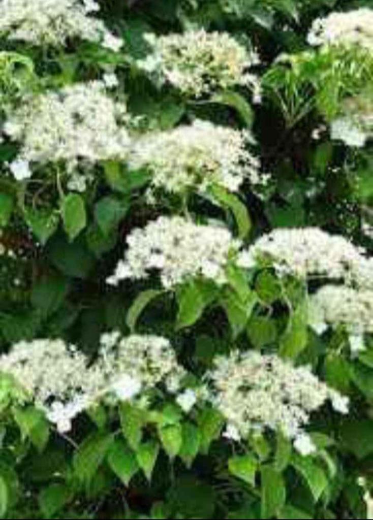 Hortensia grimpant, Tuin en Terras, Ophalen