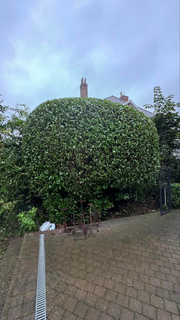 Jardinier paysagiste de Auderghem , 27 ans , motivé