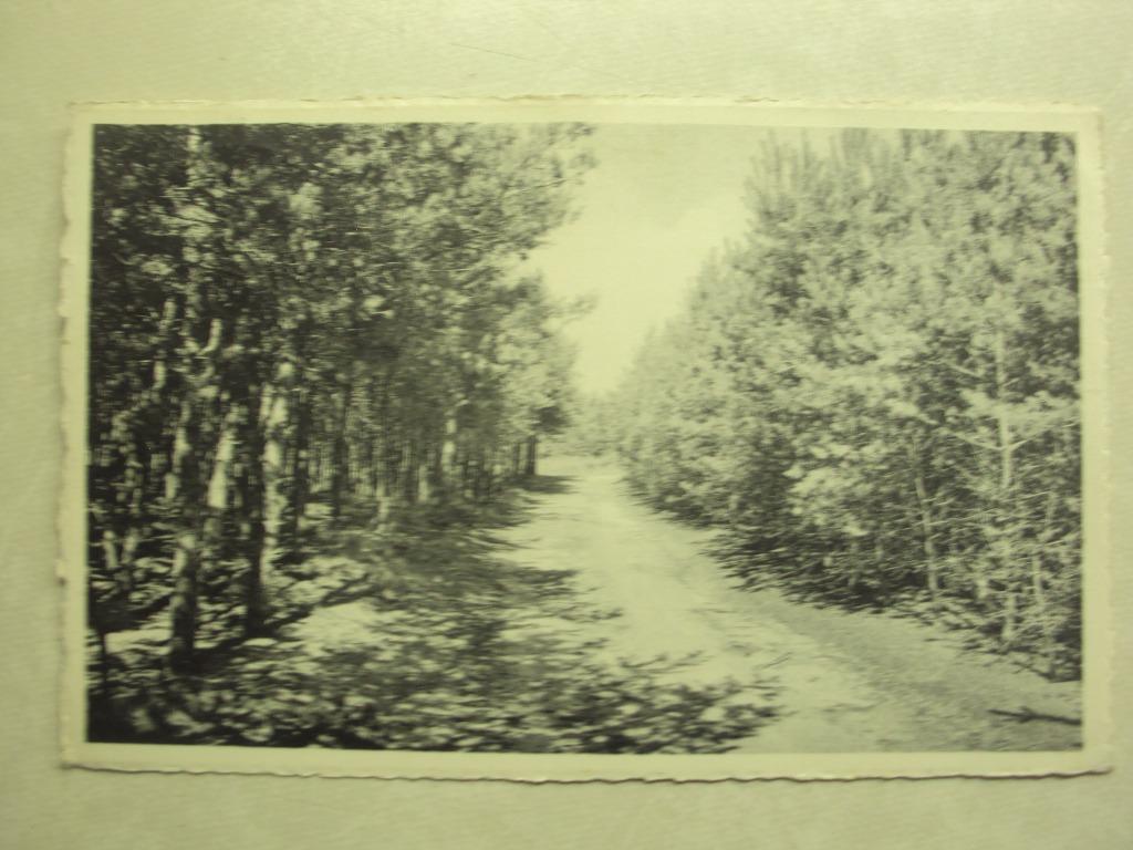 49000 - DOMAINE DE MARIEMONT - LE PARC - SOUS-BOIS, Enlèvement ou Envoi