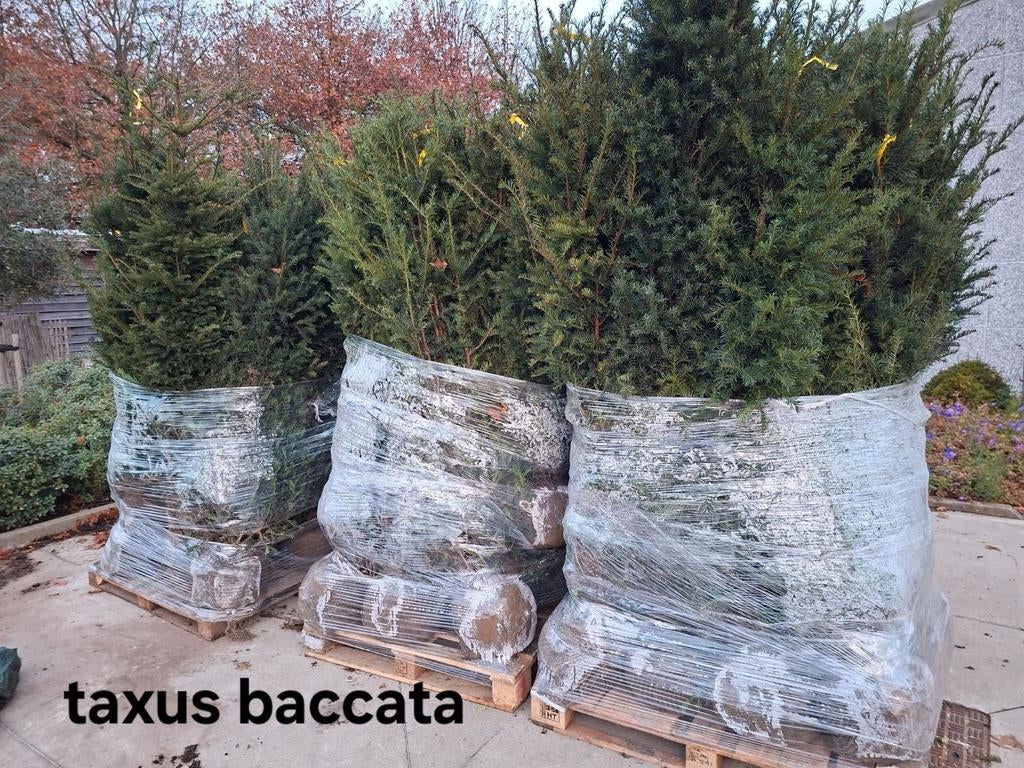 ‼️taxus baccata slechts 2per meter nodig ‼️, Tuin en Terras, Gras en Kunstgras, Ophalen