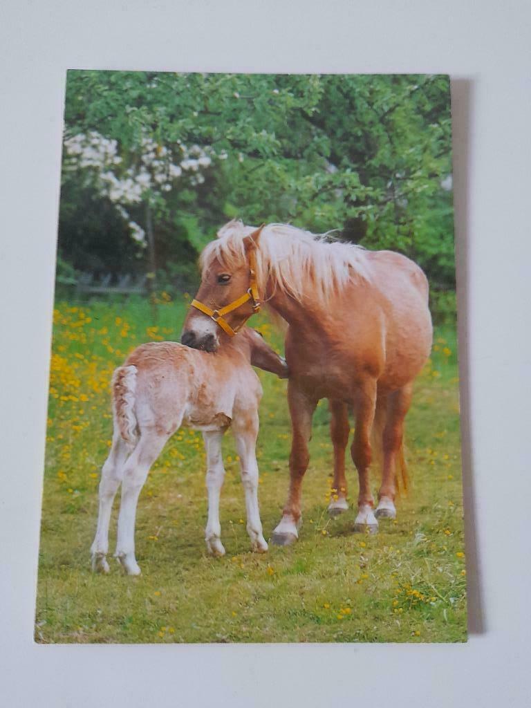 Postkaart - merrie met veulen, Verzamelen, Postkaarten | Dieren, Ophalen of Verzenden, 1980 tot heden, Paard