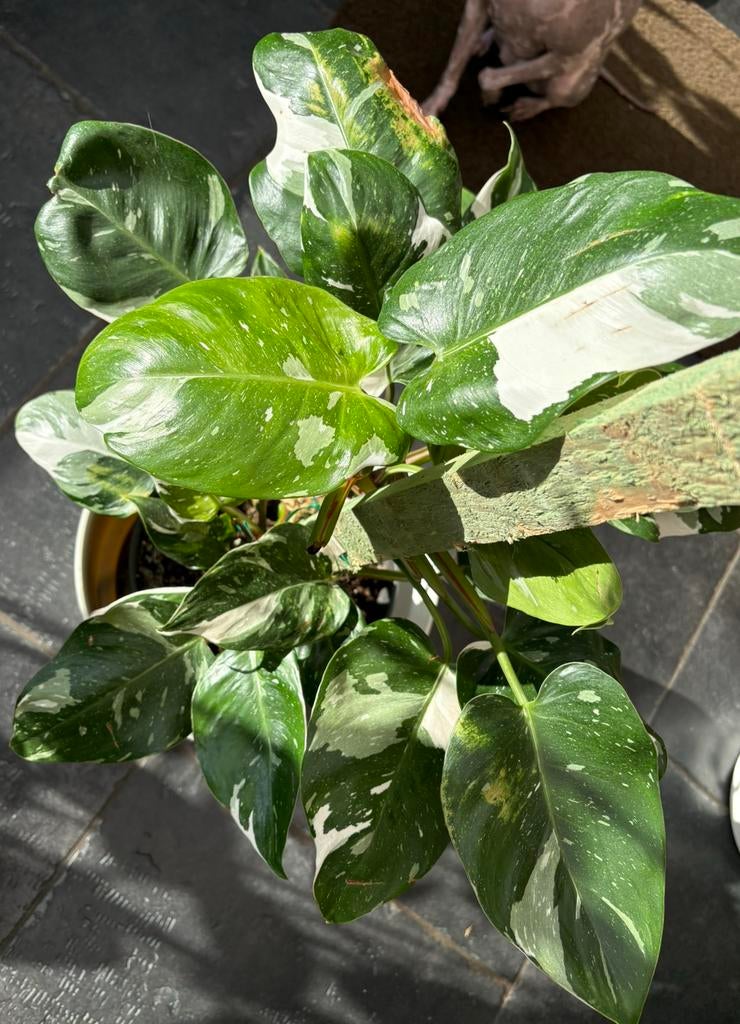 Philodendron White Princess, Huis en Inrichting, Kamerplanten, Ophalen