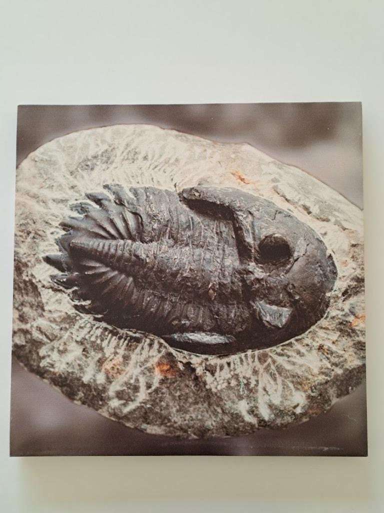 Prachtige Print op doek - Fossiel - Trilobiet, Verzamelen, Mineralen en Fossielen, Ophalen, Fossiel
